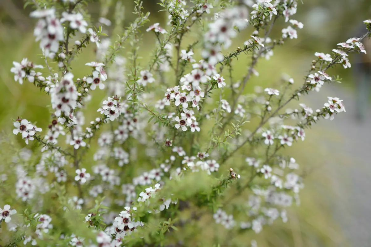 Manuka flowers, blurred background