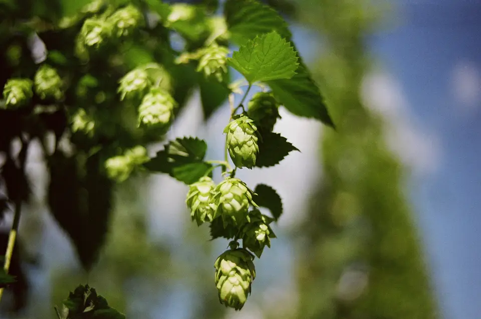 Green hop cones hanging from a vine