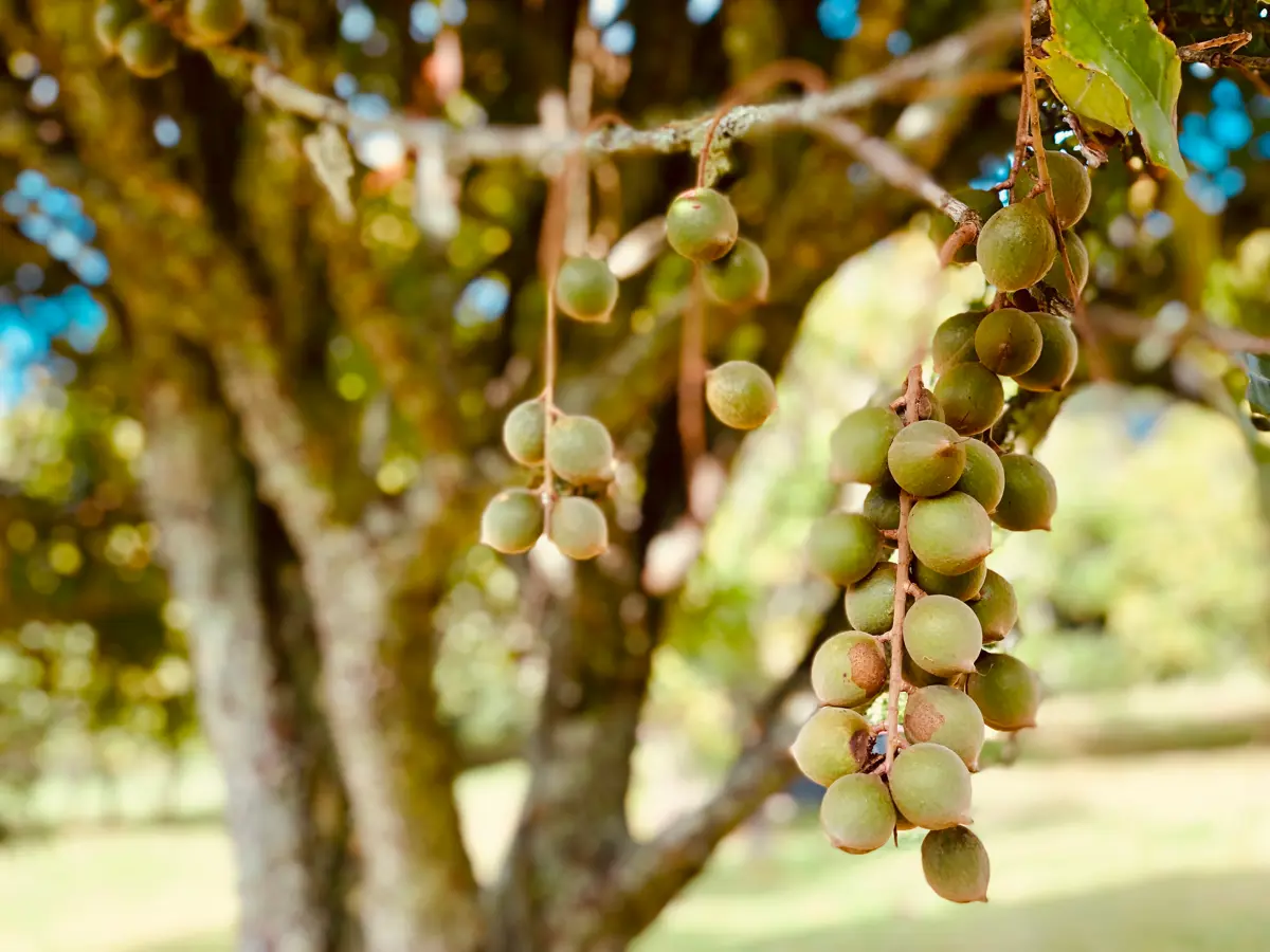 Macadamia nuts growing on the tree