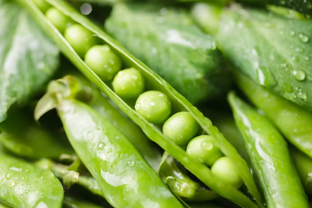 Fresh pods of green peas with leaves and water drops