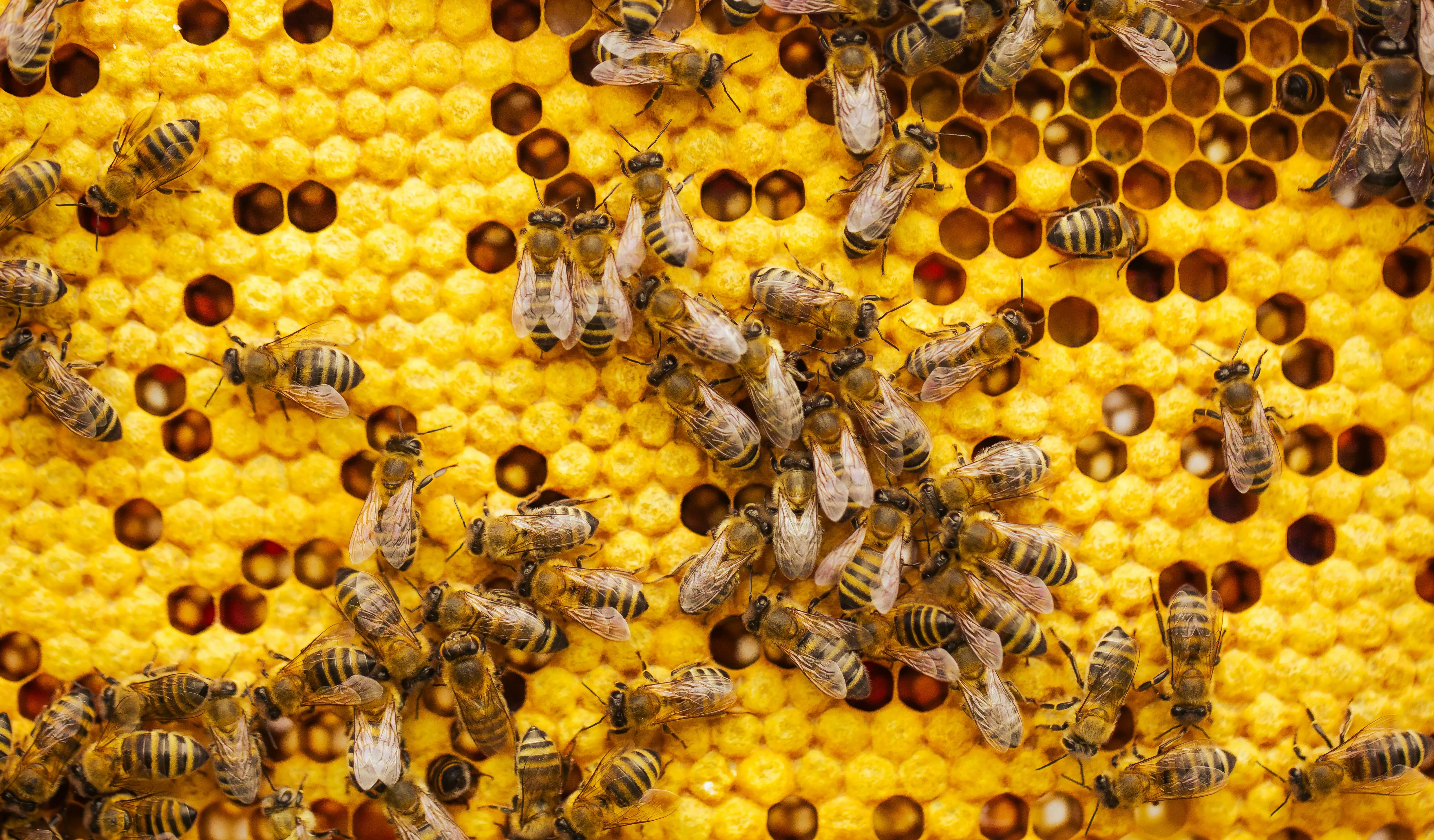 Beekeeper holding a bright yellow honeycomb full of bees