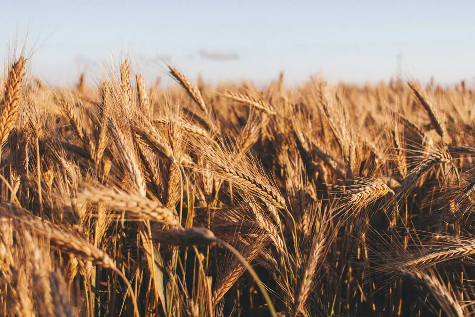 Golden wheat heads growing in a field