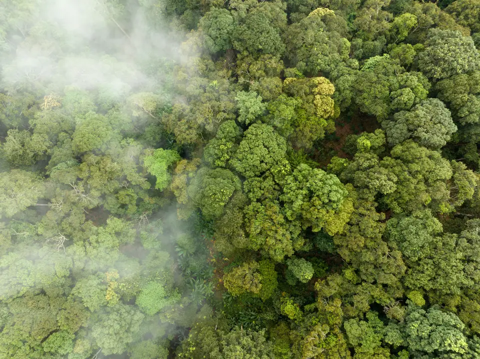 Aerial view of a dense green forest canopy
