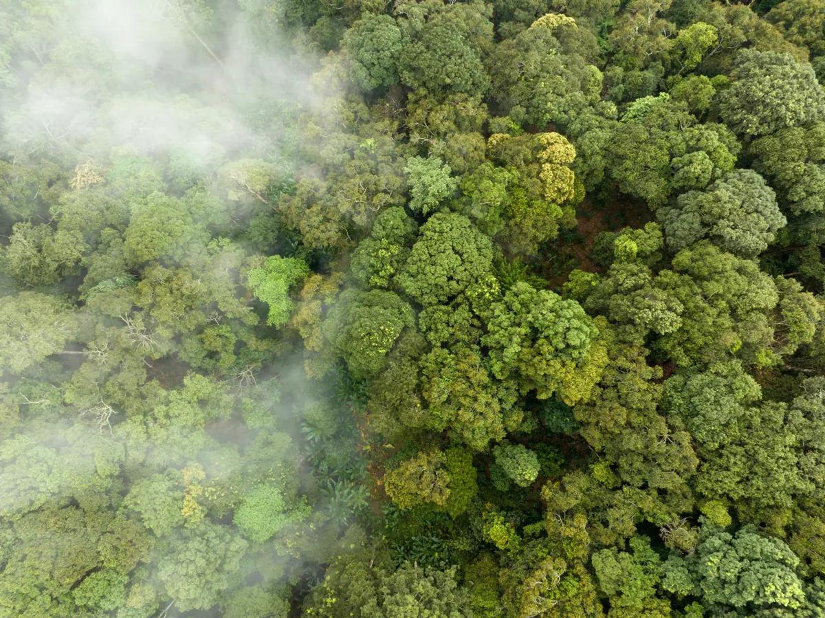 Native New Zealand forest covered with mist
