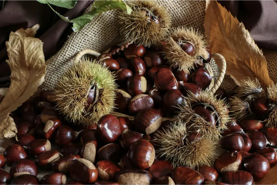 Brown chestnuts with spiky husks