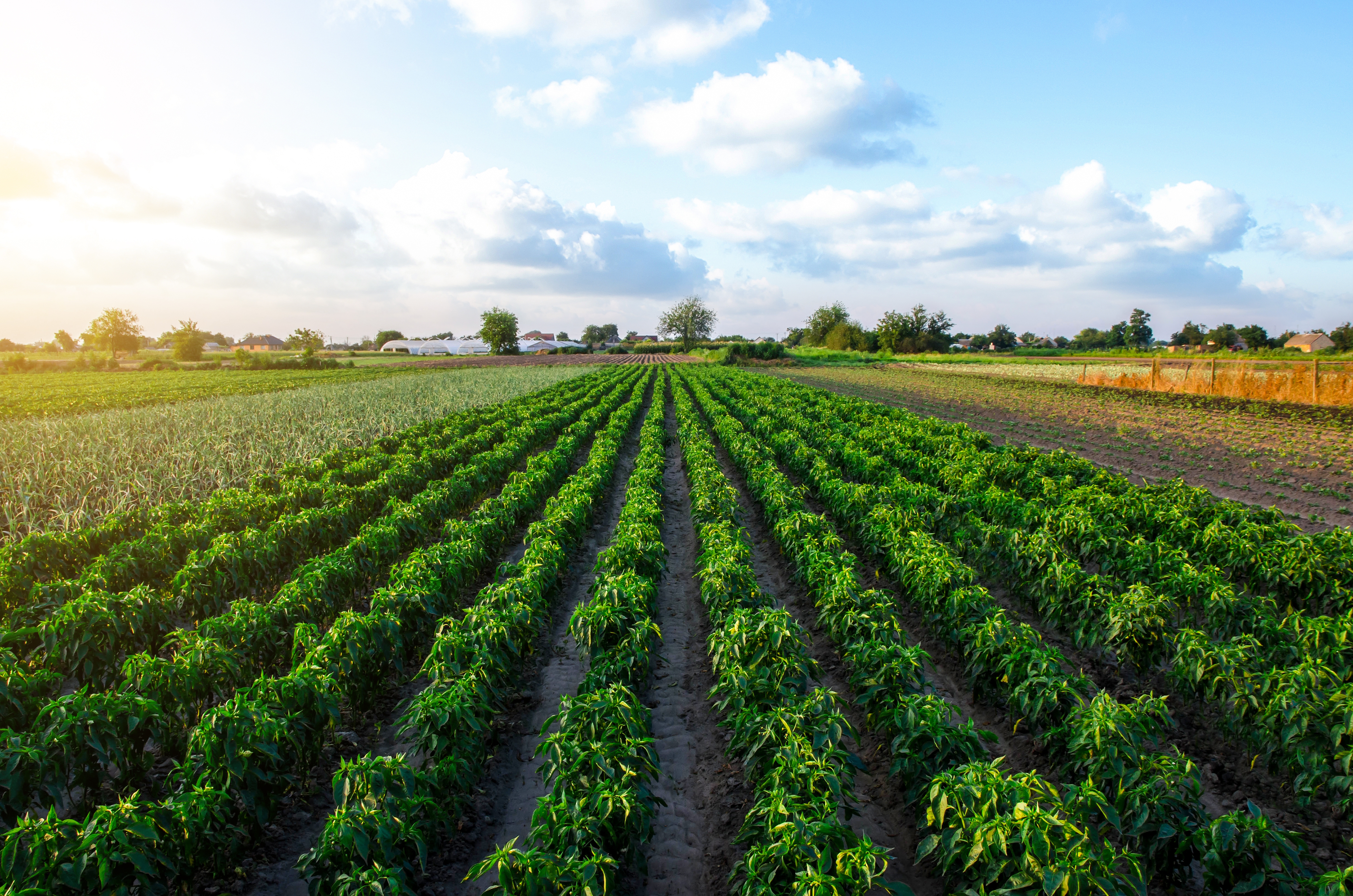 Planted crops growing under the sun