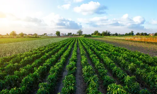 Planted crops growing under the sun