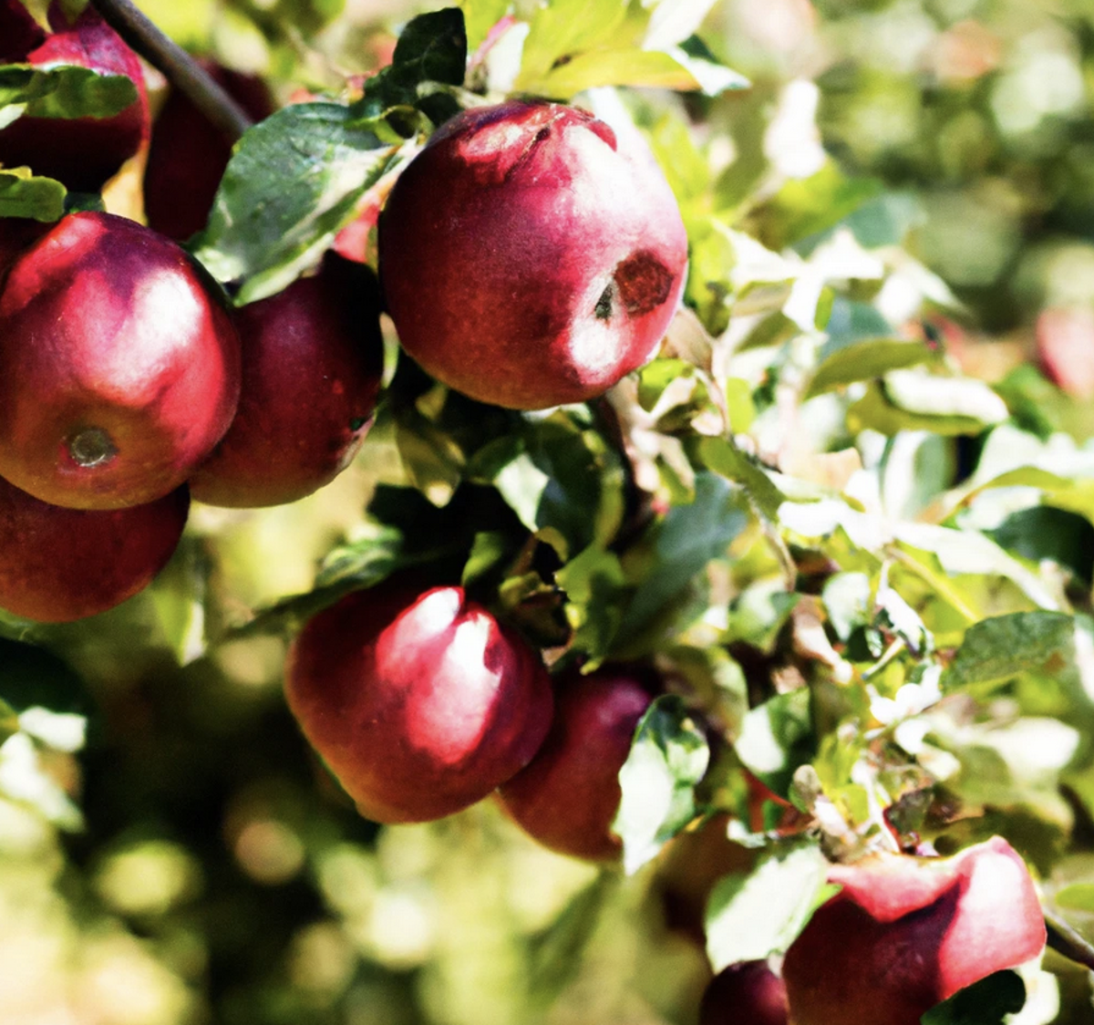 Red Apples (Replace)