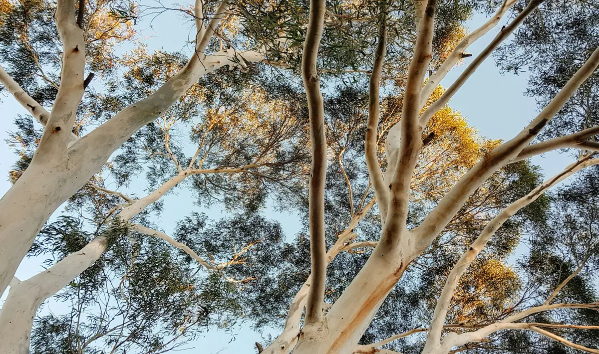 Eucalyptus trees under a blue sky