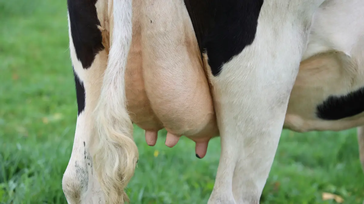 Black and white dairy cow udder