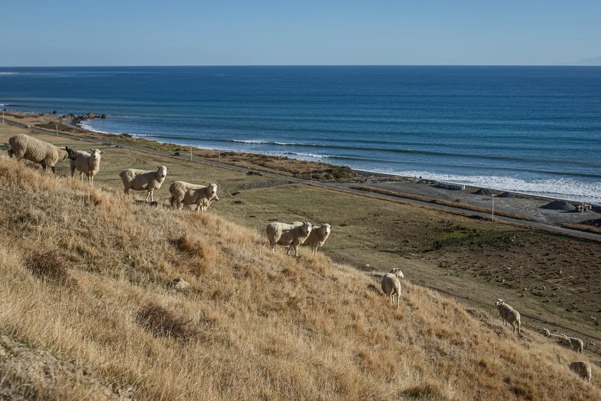A flock of sheep, on a hill on dry pasture, overlooking the ocean and shoreline