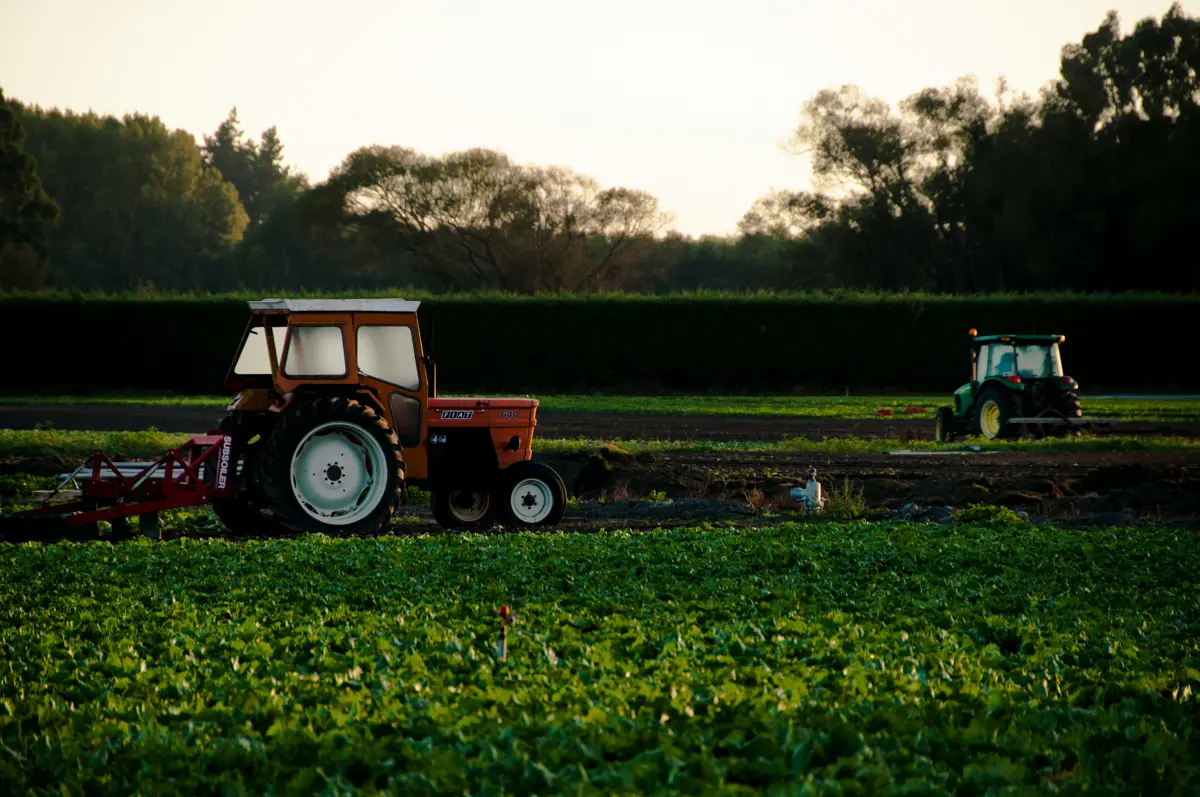 Orange tractor on crop on a farm