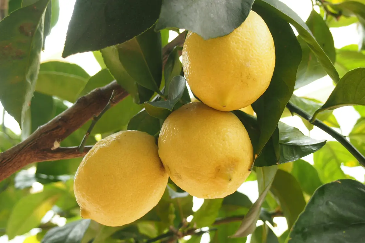 Yellow citrus on a tree