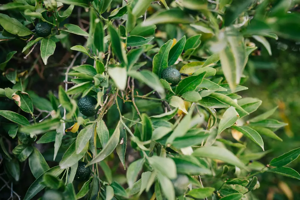 Green avocados growing among leaves on a tree