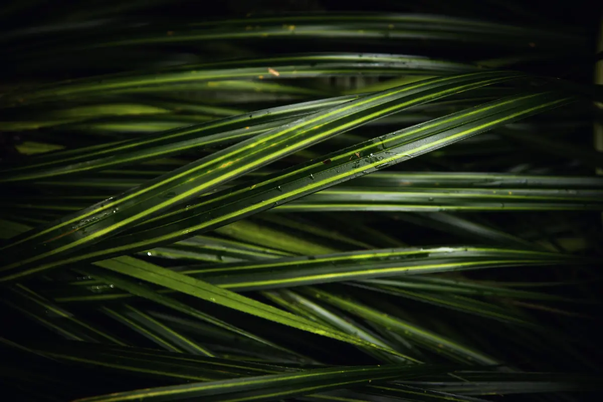 Kiekie close up with water droplets on leaves