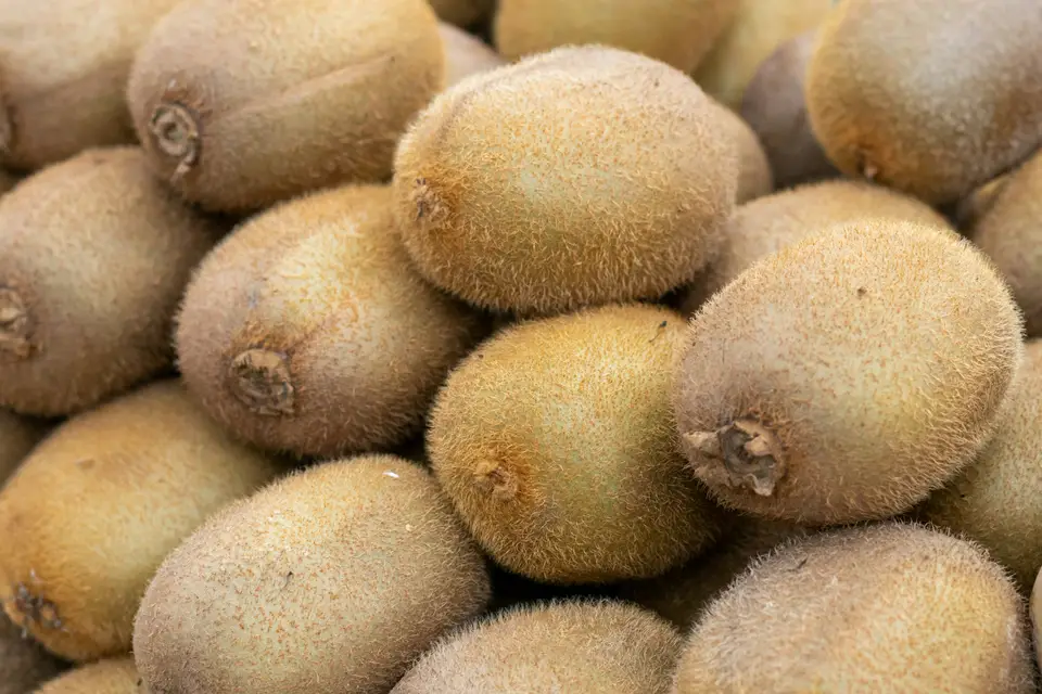 A pile of brown kiwifruit