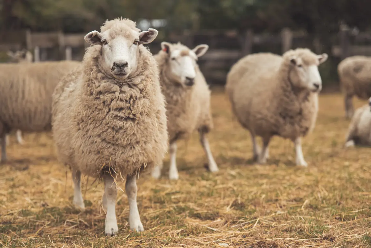 Flock of New Zealand sheep on a farm in a pen
