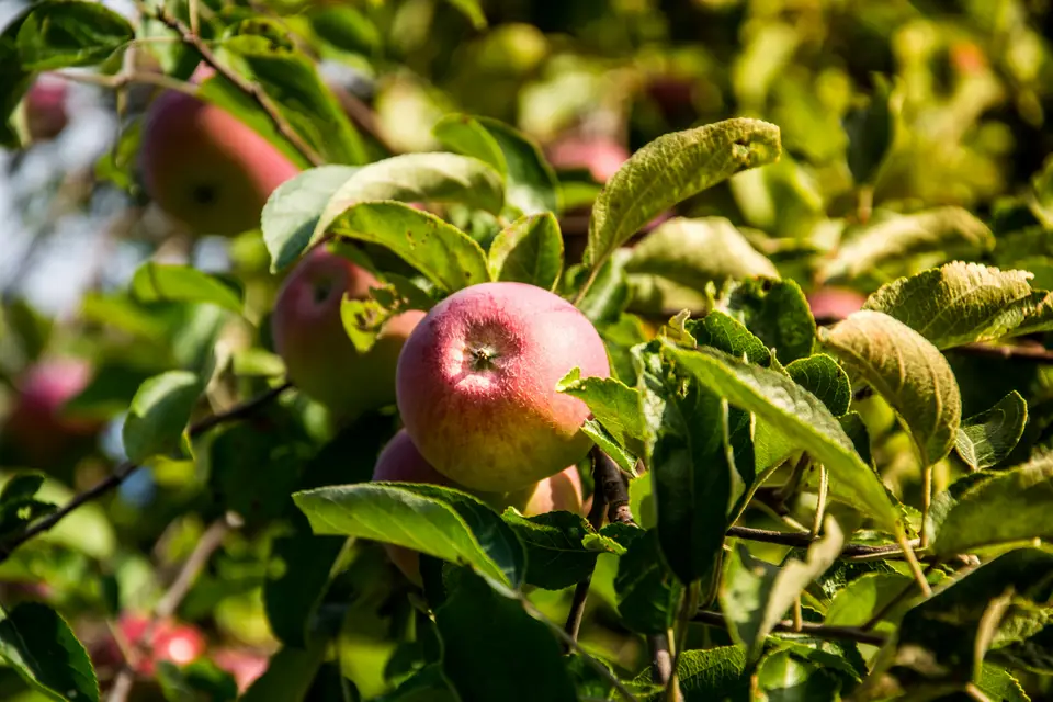 Ripe apples hanging on a tree among green leaves