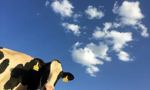 Dairy cow, yellow ear tags, under blue skies 