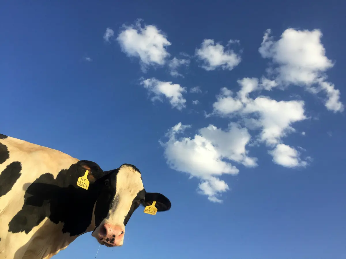 Dairy cow, yellow ear tags, under blue skies