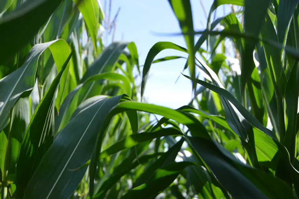 Tall green maize plants growing in a field