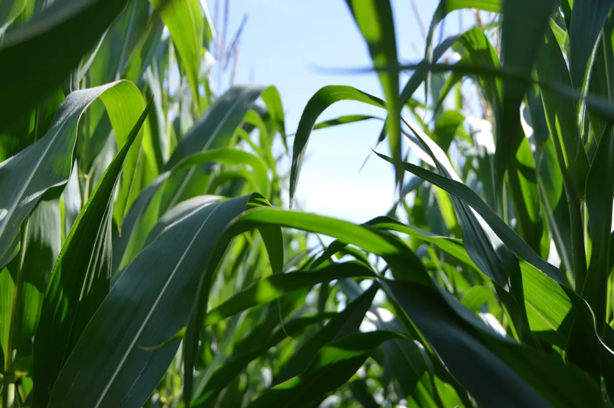 Maize field with sky background