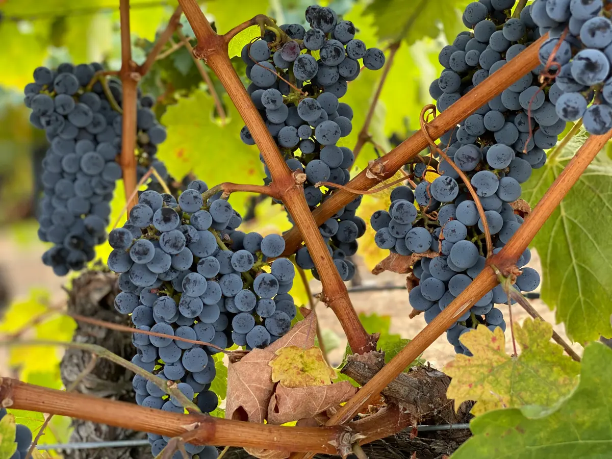 A bunch of wine grapes hanging from the vine