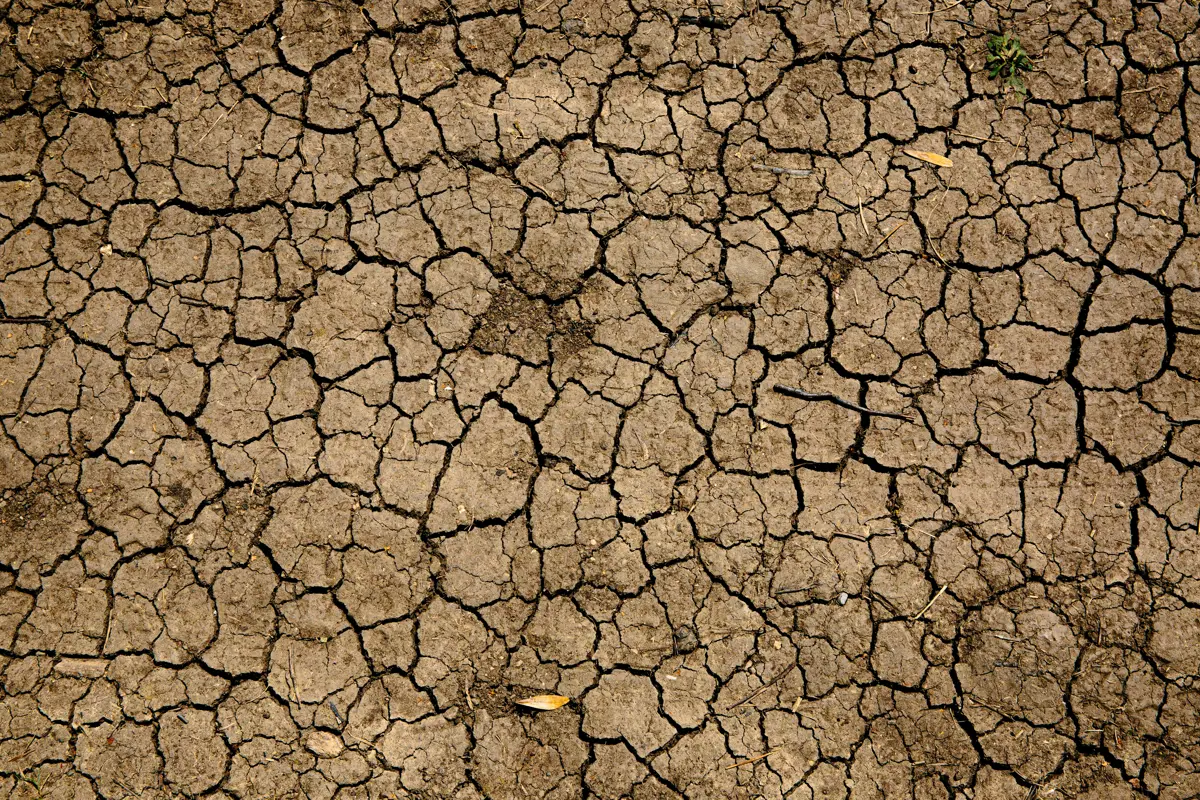 Brown and black dried up mud