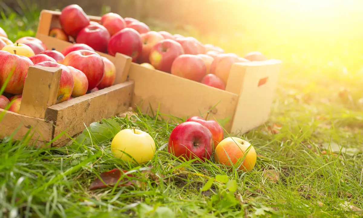 Freshly picked red apples in wooden crate with warm glow behind