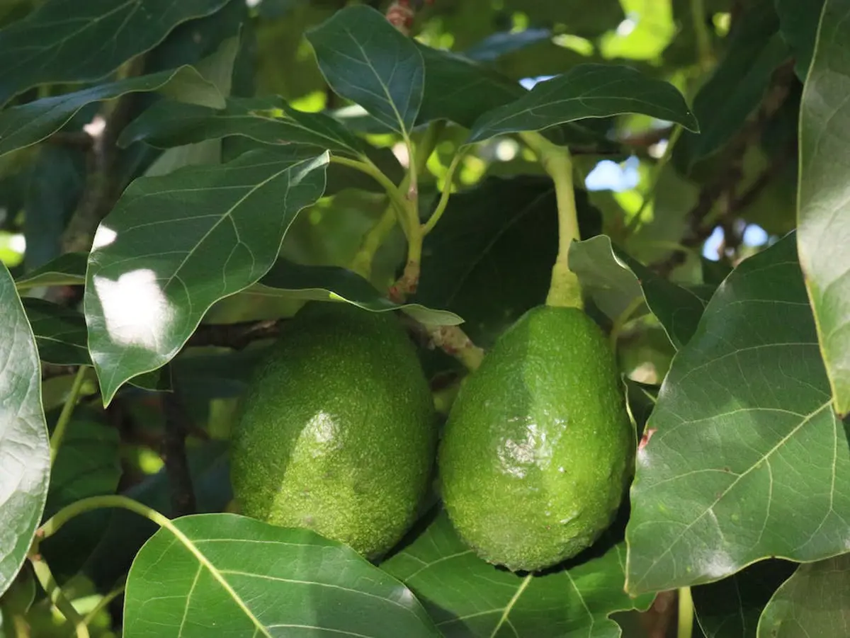 Two ripe green avocados hanging from a tree