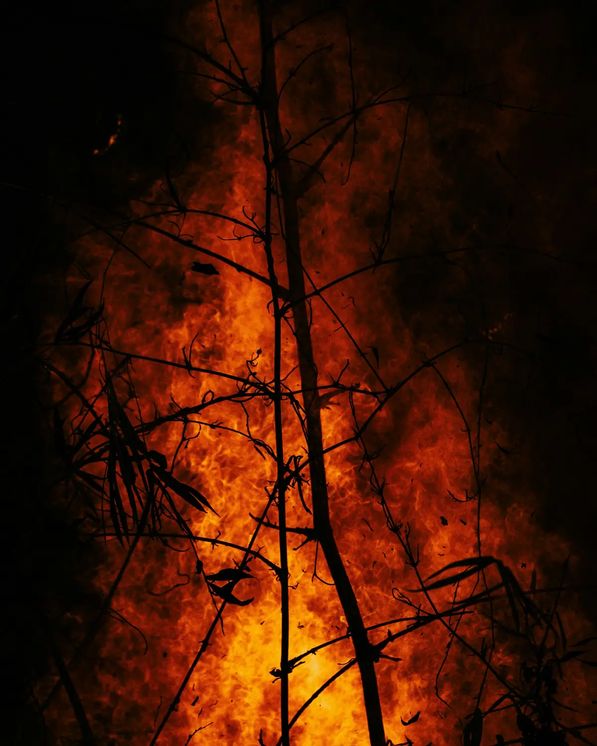 Burning forest at night