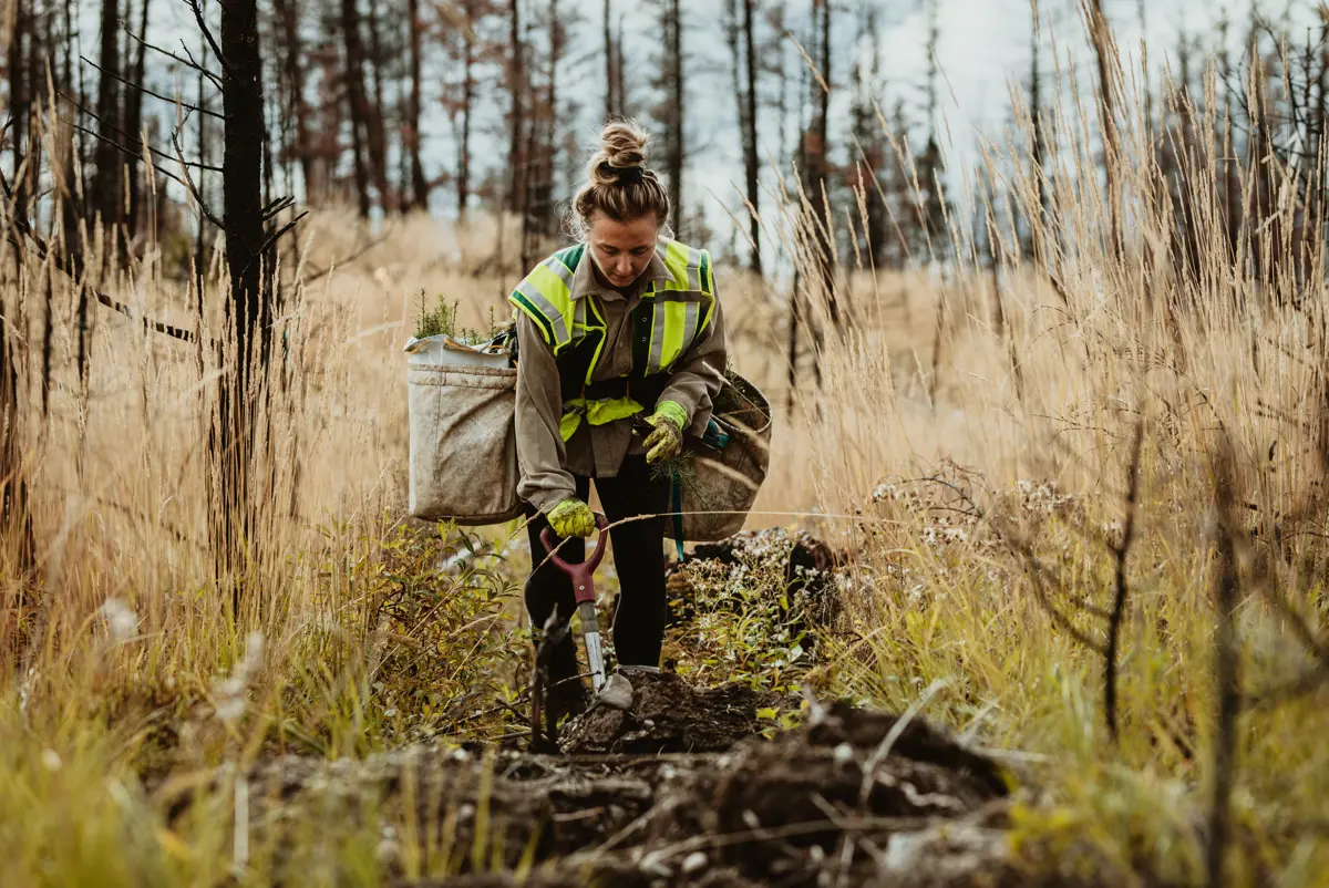 A woman planting tree saplings