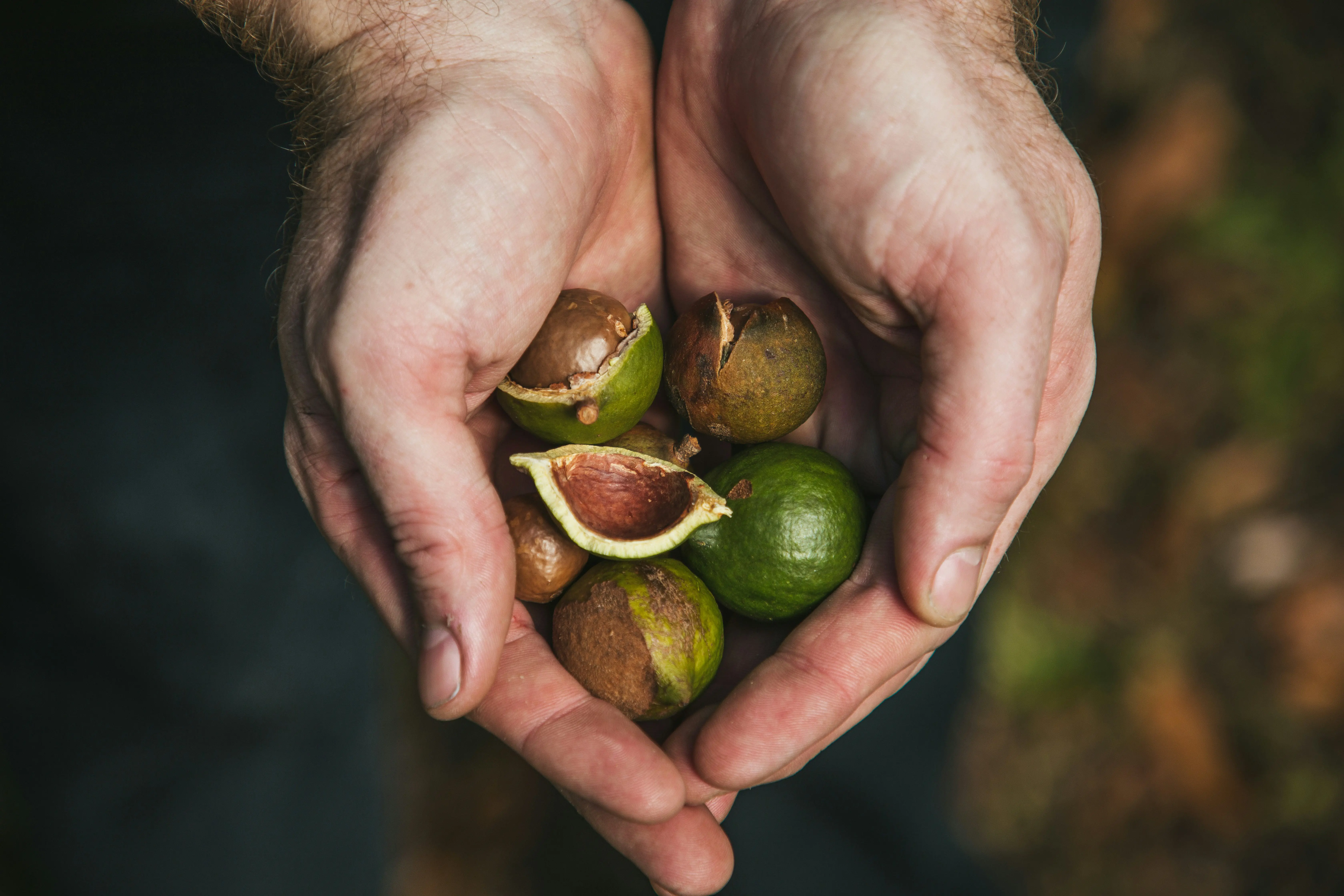 Two hands holding green and brown macadamia fruit