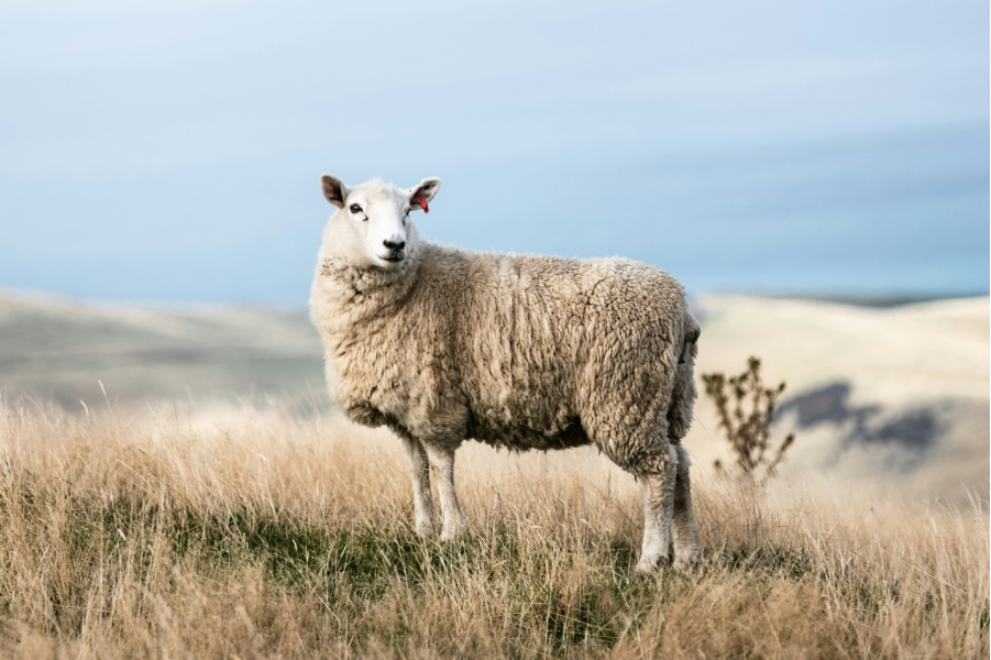 A woolly sheep with a red ear tag standing in dry grass on a hillside