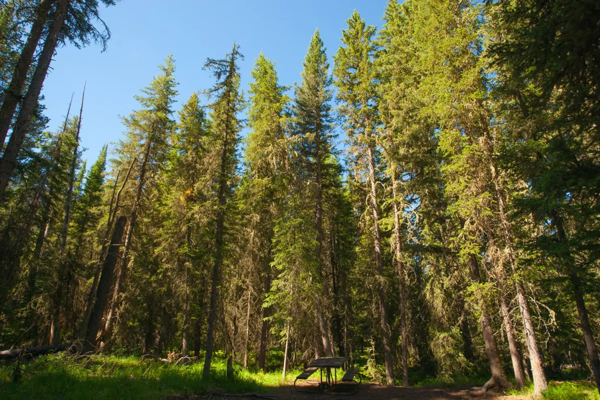 Pine forest on grass