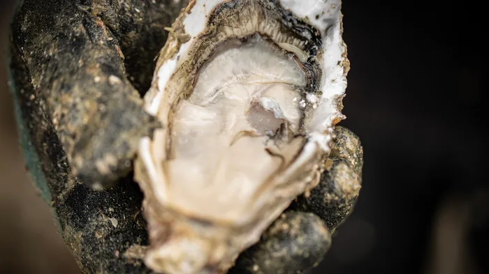 A freshly opened oyster in its shell, held in a gloved hand