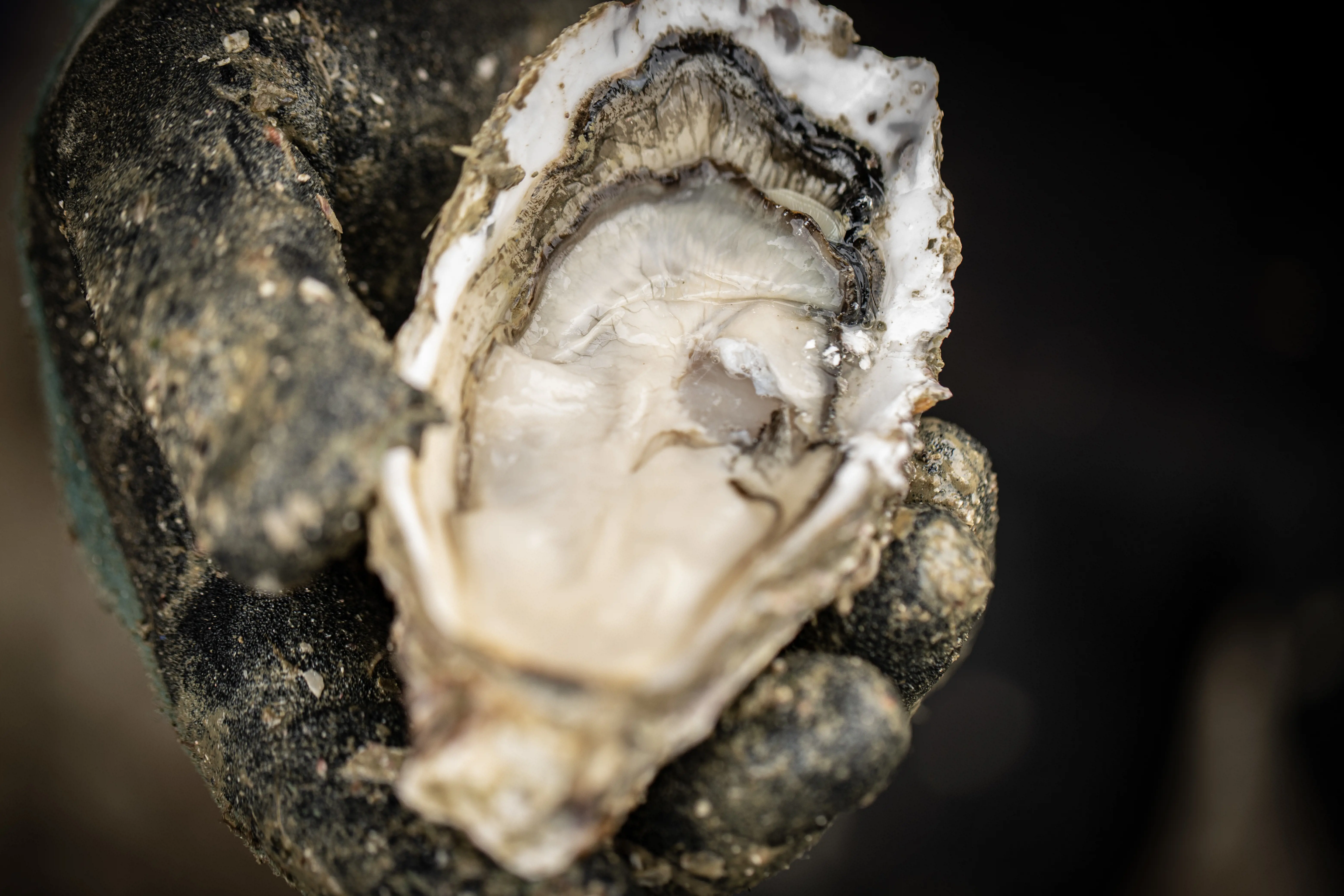 Freshly opened New Zealand oyster in its shell, being held by a dirty glove 