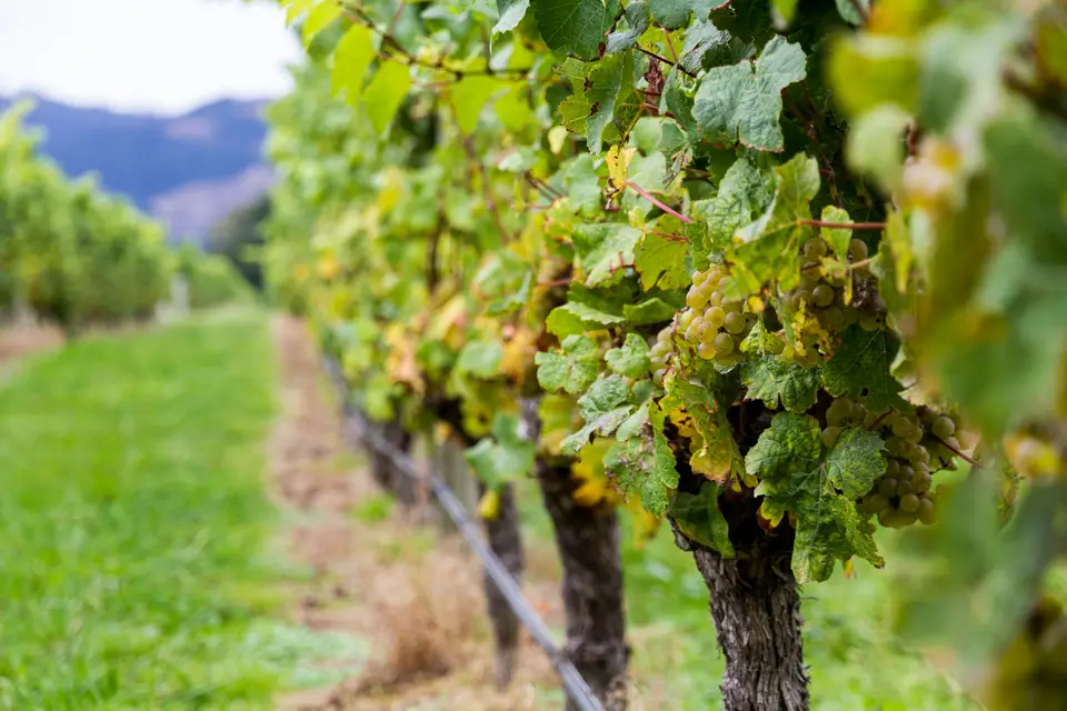 Bunches of grapes growing on vines in a vineyard