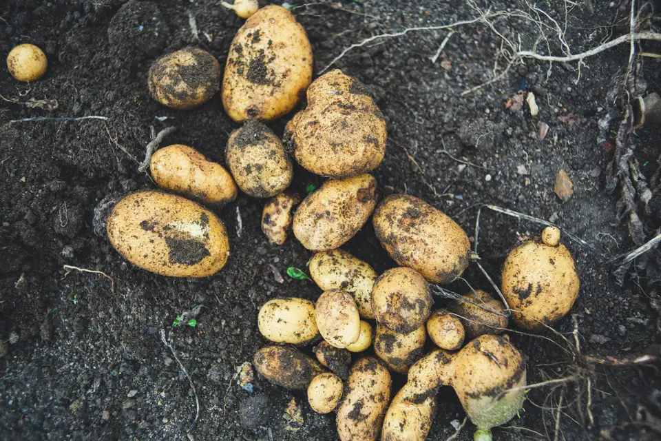 Freshly harvested potatoes lying on dark soil