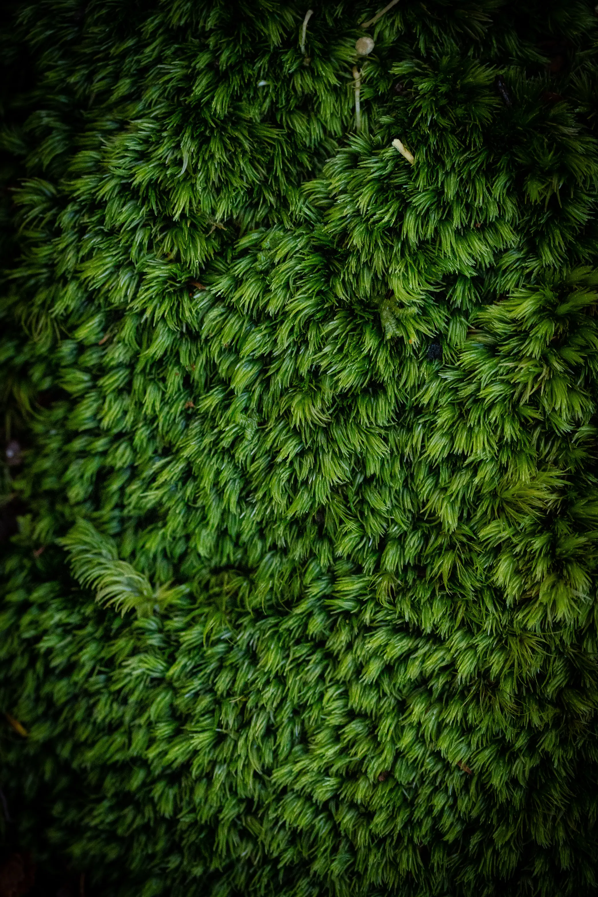 Green native New Zealand flora with dark unfocused border