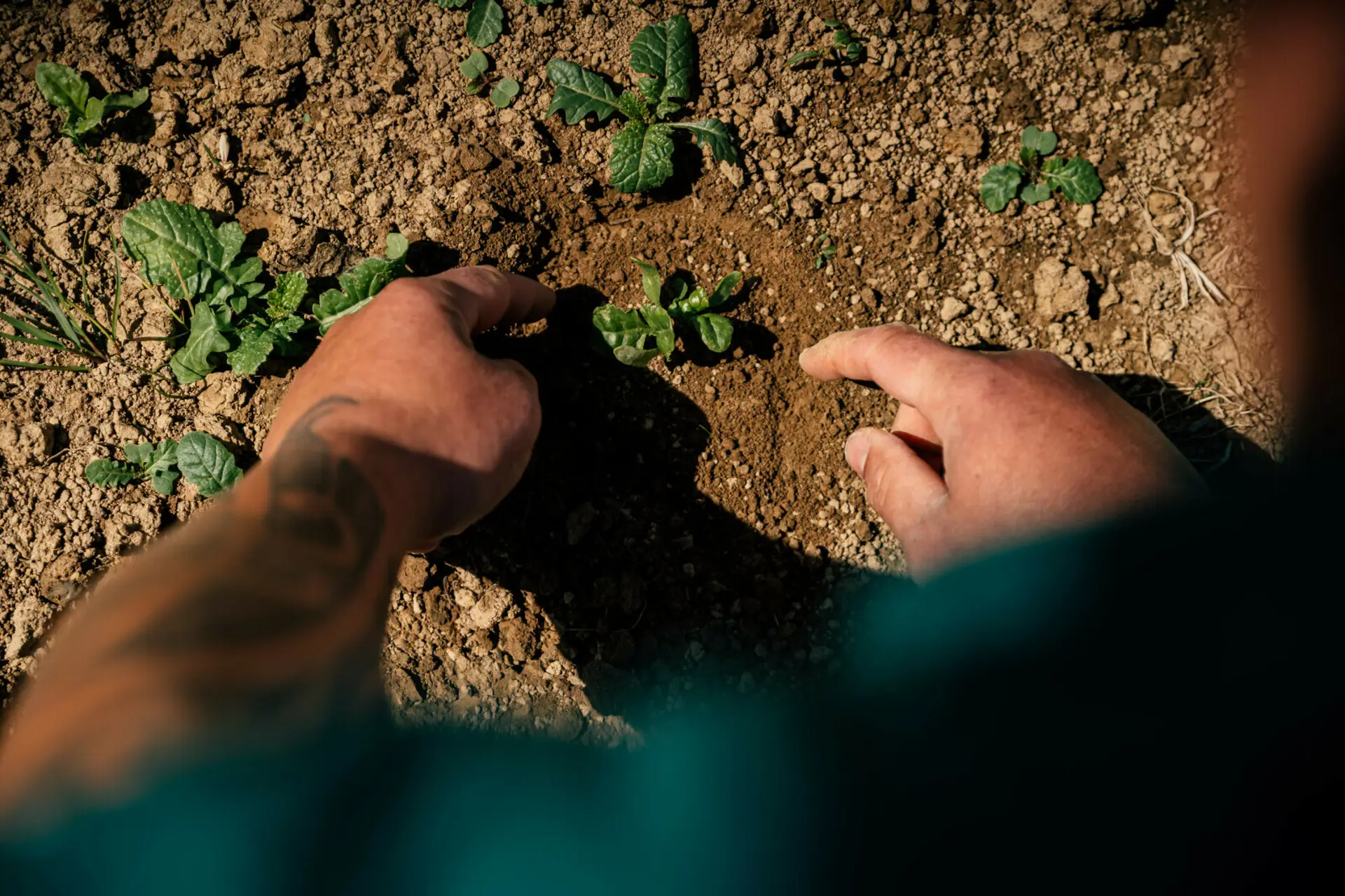 Crop growing requirements | Matarau
