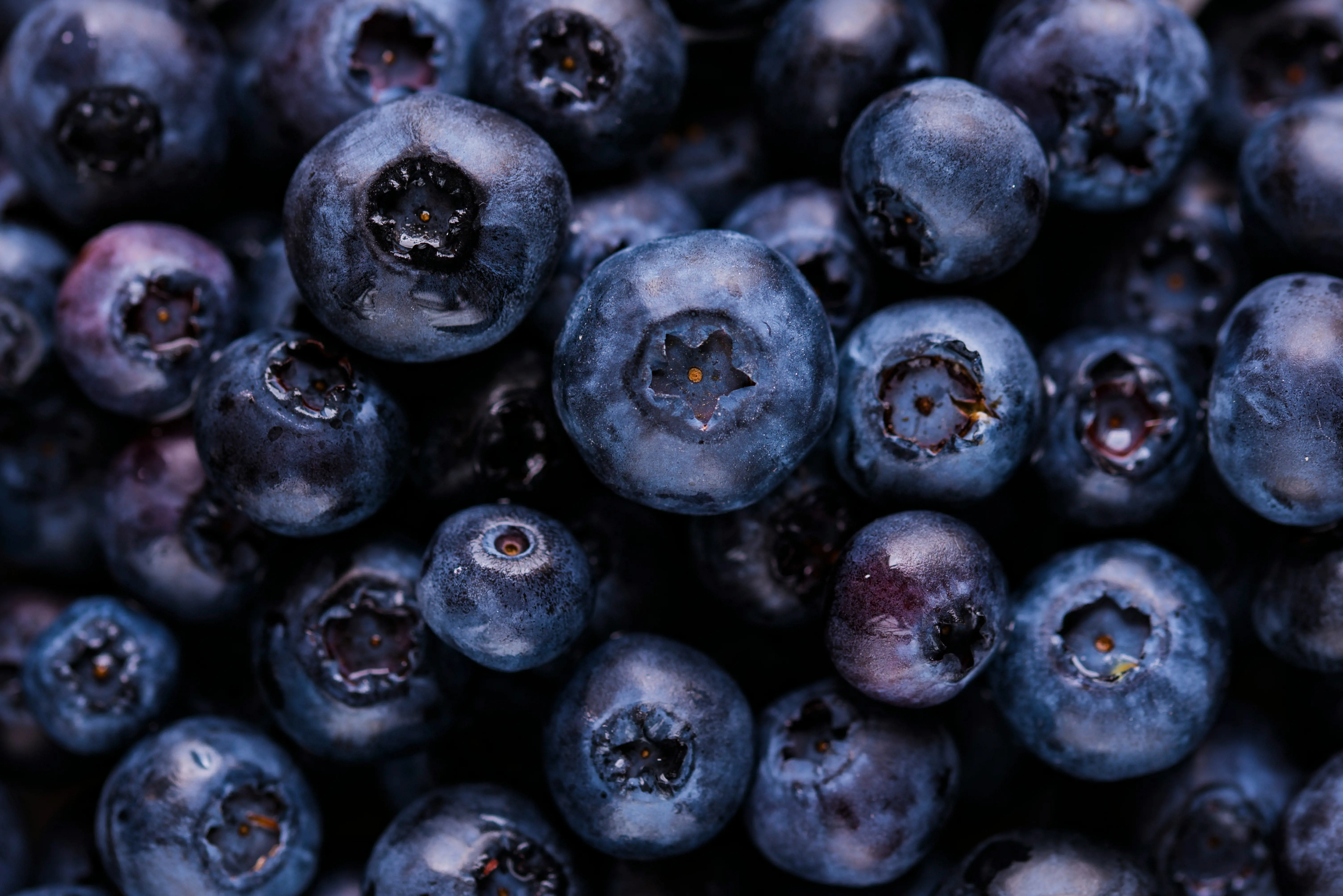 Blueberries close-up, dark blue and purple 