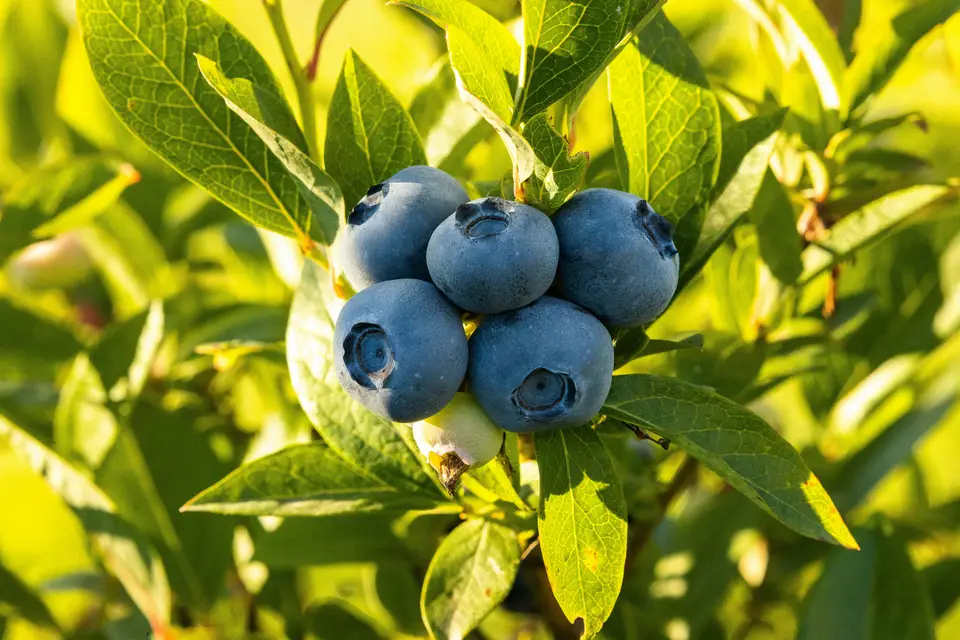 Ripe blueberries growing in a cluster on a branch