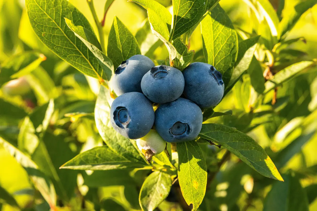 Blueberries hanging from the tree