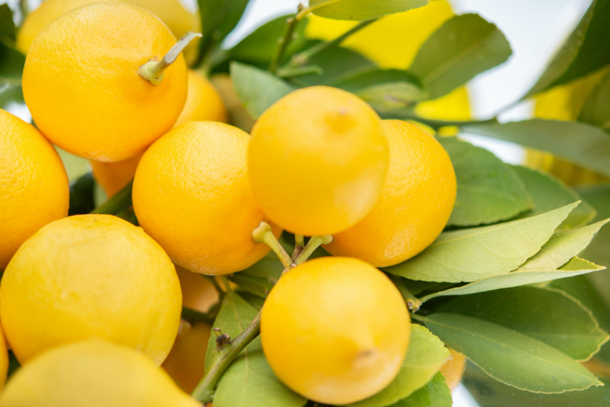 Yellow lemons hanging on tree