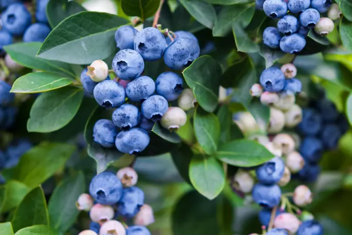 Blueberries hanging on a tree 