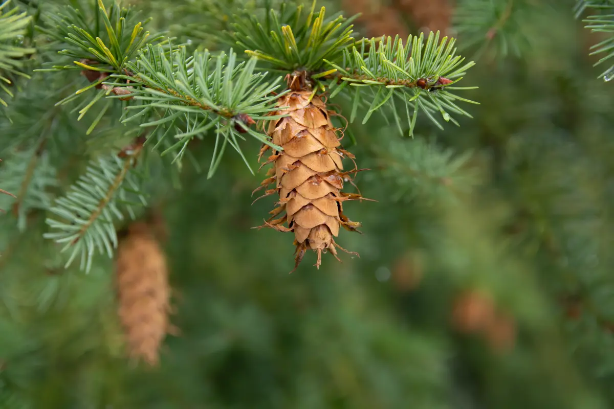 Douglas fir pine close-up