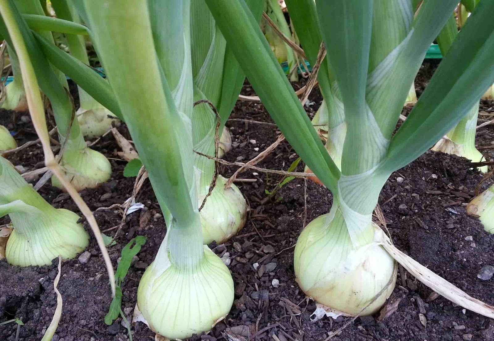 Onions growing in dark soil, with pale bulbs and long green stems