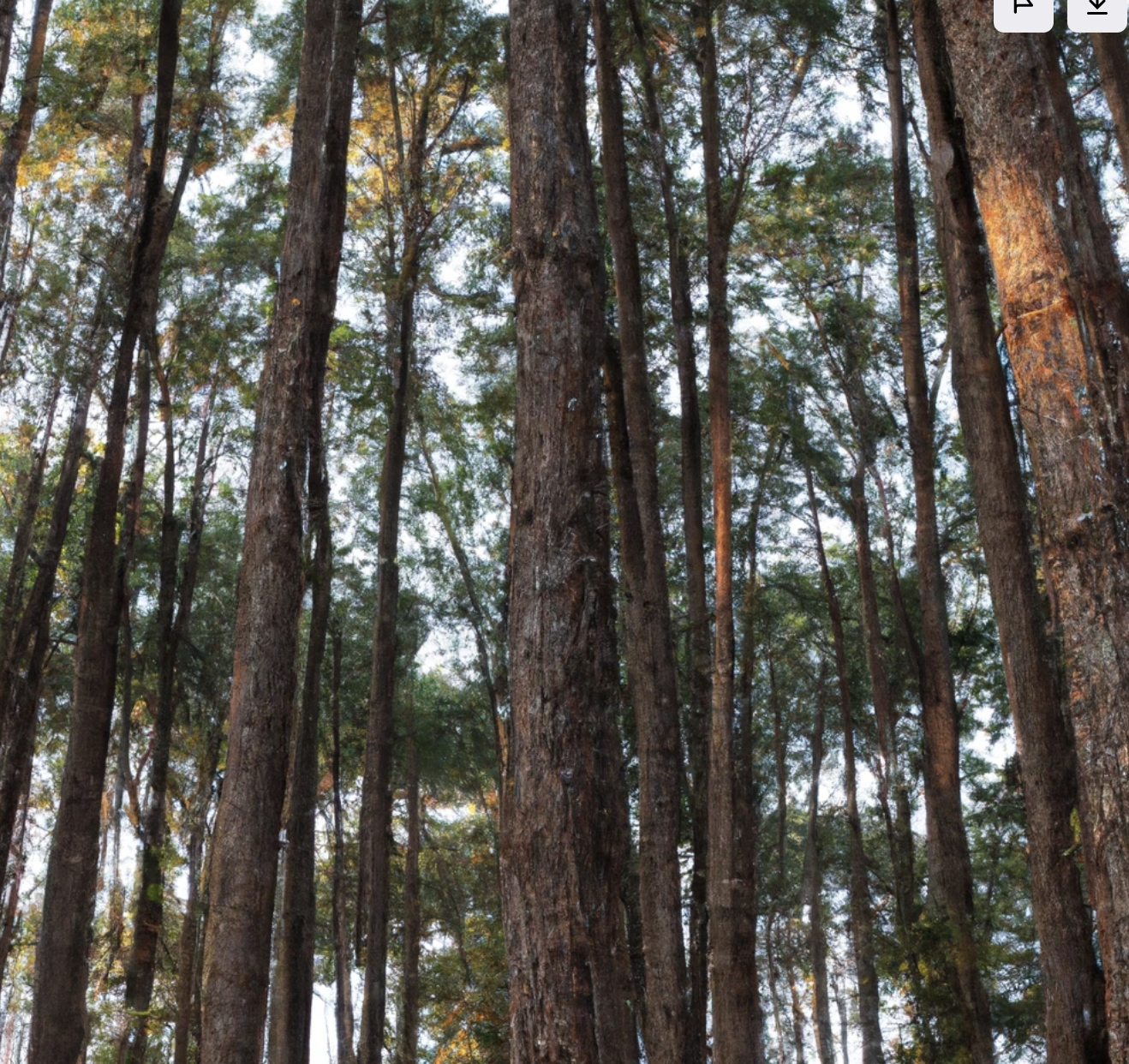 Tall tree trunks in a forest, seen from below, with green foliage overhead