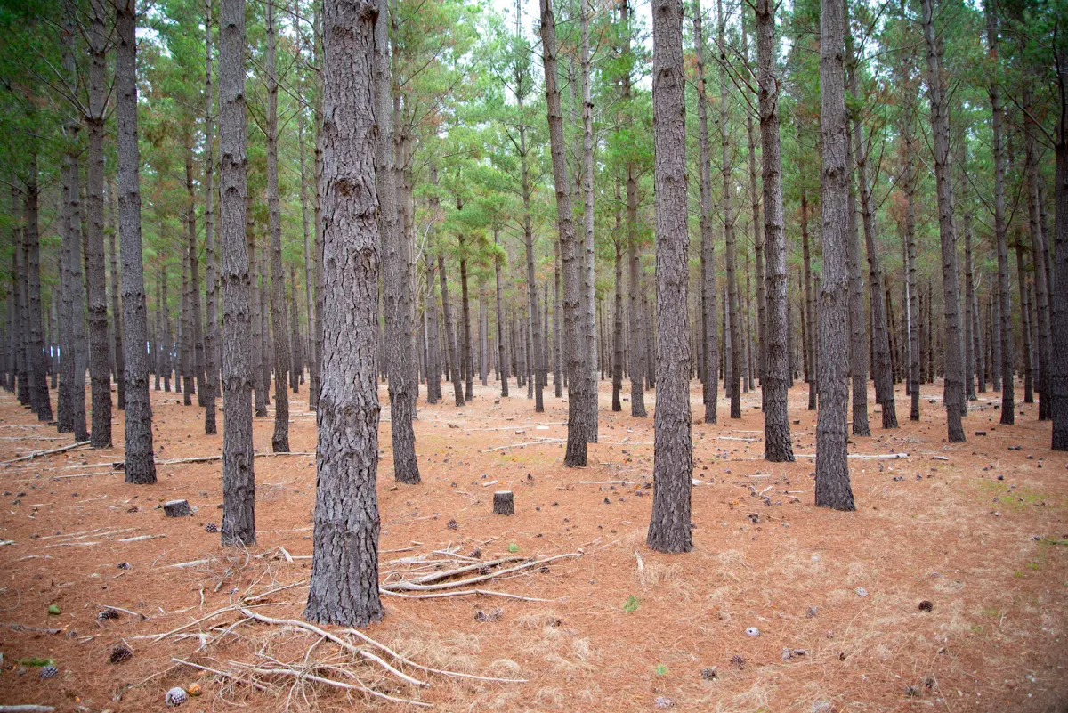 Pine trees plantation